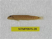 藏品(中華鰍)的圖片